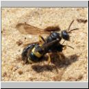 Cerceris rybyensis - Knotenwespe 11 10mm mit Biene als Nesteintrag.jpg
